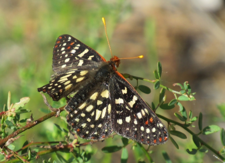 Checkerspot